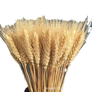 厂家直麦供金大大麦麦干花大麦黄色大麦穗干花开业花篮装饰