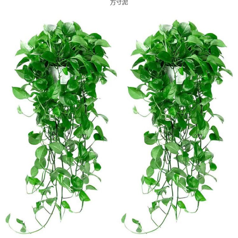 长藤绿萝盆栽爬藤植物室内大盆绿水培绿植