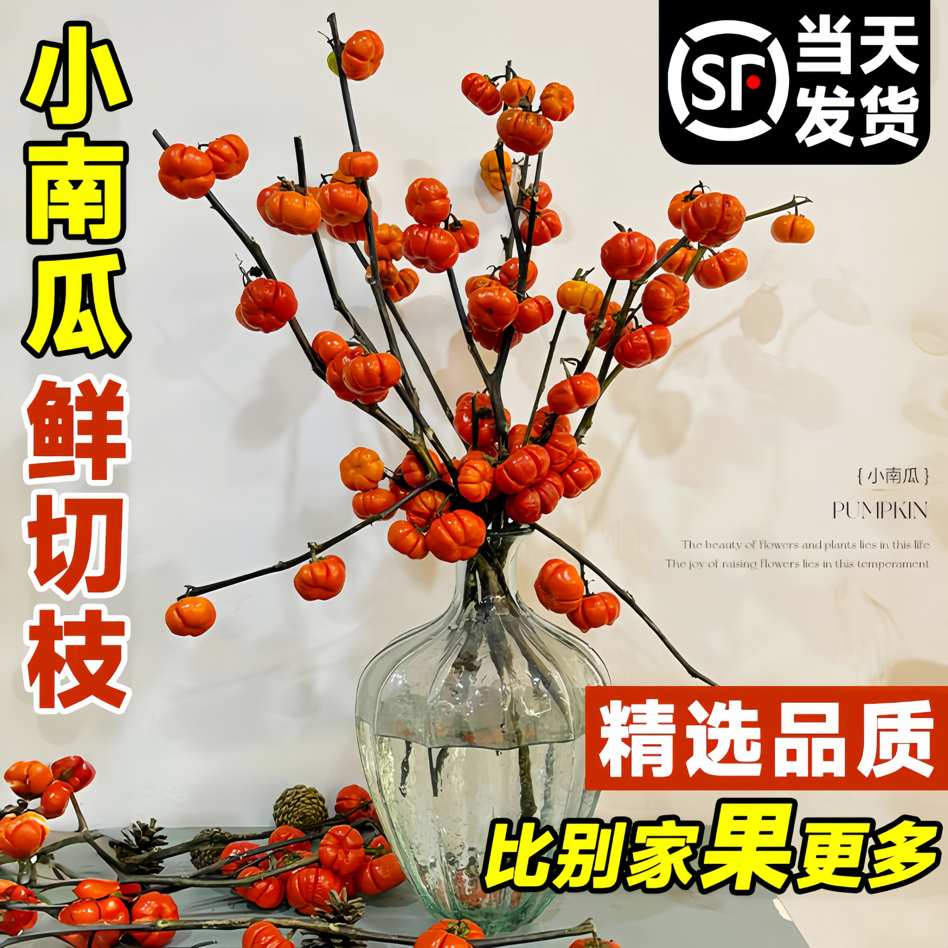 速发小南瓜切枝云南水用干花卉绿培观赏插花束室内好养家植花期长