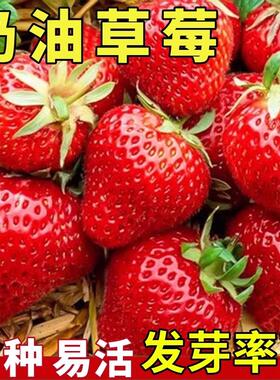 奶油草莓种子四季种植超甜奶油大果白草莓籽养不死蔬菜水果种孑苗