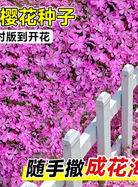 丛生芝樱花籽孑四季开花低矮耐寒地被植物福禄考花种子室内外花籽