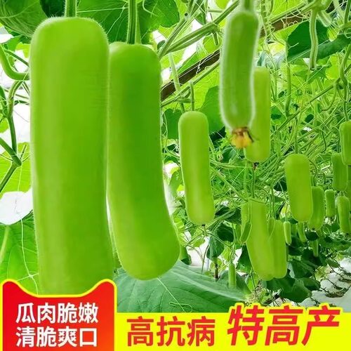 早熟瓠子种子蒲瓜种籽短瓠瓜菜葫芦小瓠子瓜种长四季瓢瓜蔬菜种籽