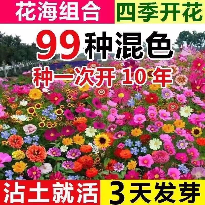 四季开花多年矮生野花组合波斯菊种子耐寒格桑花籽室外百日草种籽