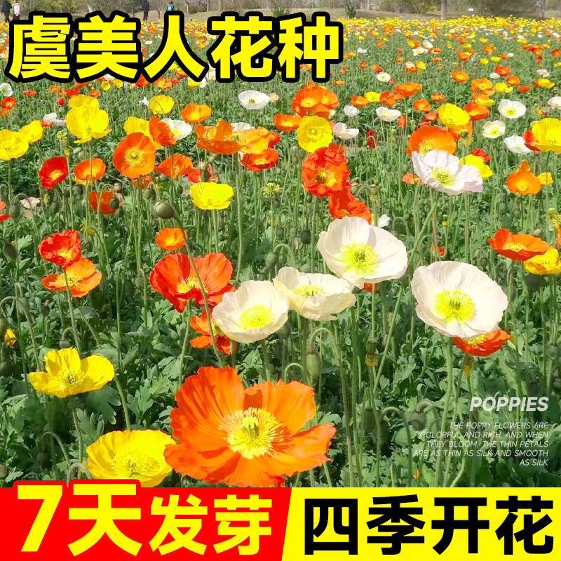 冰岛虞美人花种籽子太阳花室内外花卉种孑四季可播种开花阳台盆栽