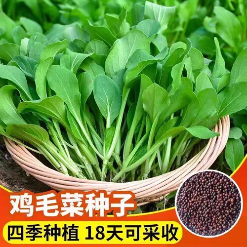 不生速生虫鸡毛菜种子四季播种抗热耐寒蔬菜种子小白菜籽小青菜籽