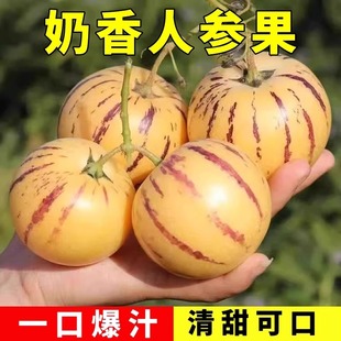 人参果种籽水果甜瓜种子多年生肉多皮薄多汁四季阳台盆栽香瓜种孑