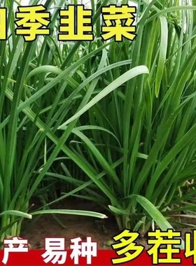四季韭菜种子反复收割宽叶大小叶红根紫根韭菜阳台盆栽蔬菜种籽孑