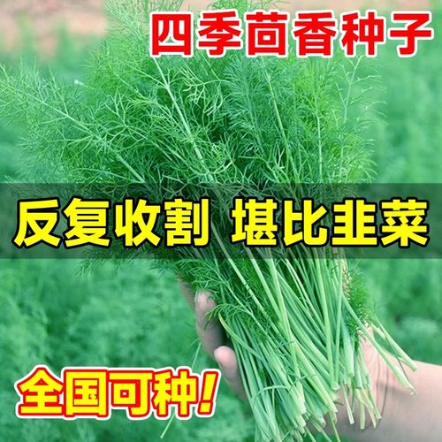 茴香种子多次采收割茬小叶茴香种籽四季春秋谷香佐料种子蔬菜种子