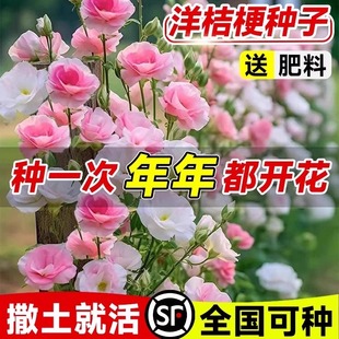 重瓣洋桔梗花种子南北方四季播种开花易活室内外秋冬耐寒花卉种籽