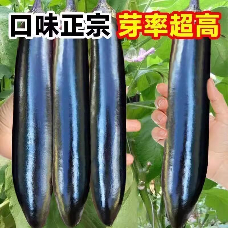 黑又亮长茄种子紫柄黑又亮茄子杭茄苗种籽孑四季蔬菜种籽黑茄子种