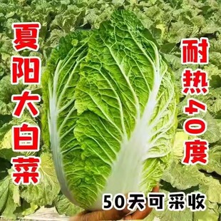 夏阳大白菜种子夏天种50天早熟抗热耐黄心大白菜夏季播蔬菜种籽孑