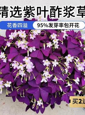 紫叶酢浆草种球多年生幸运草盆栽紫蝴蝶紫色三叶醋浆草炸酱草种子