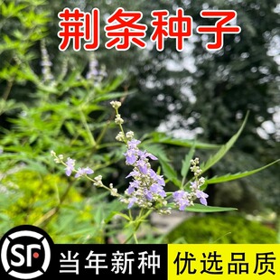 荆条种子牡荆五指风五指柑黄荆柴黄金子养蜂蜜源绿肥护坡防沙种籽