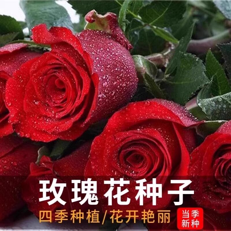玫瑰花种子四季开花春秋耐寒花种籽切花室内室外阳台盆栽花卉种孑