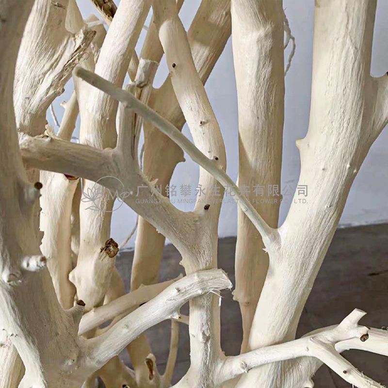 真枝龙树枝桔子树树剥皮枯骨杆面橱窗摆放装饰白树枝店白树枝