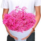 母亲节520永生满天星云南基地情人节干花花束diy满天星400g