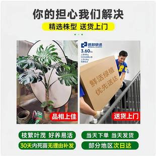 龟背竹老桩客厅大盆栽提根大叶客厅室内大型植物开背巨型绿植好养