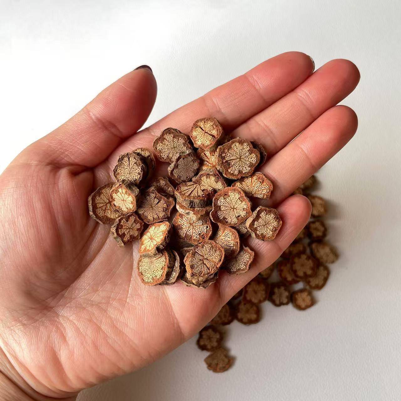 【红花藤】1-4cm天然红藤木片香薰蜡烛相框发夹干花果实植物装饰