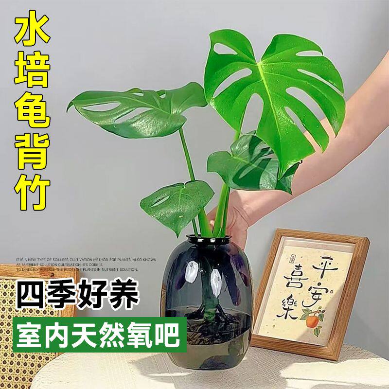 水培植物龟背竹绿植盆栽花卉室内除甲醛客厅办公桌面桌摆四季