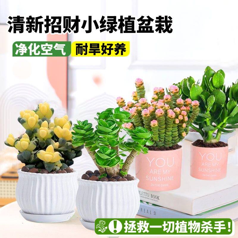 多肉植物盆栽聚财山金钱木绿植室内好养金枝玉叶绿植新房净化