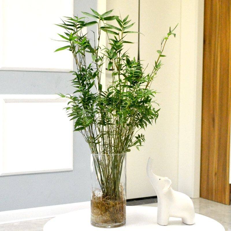竹苗水培植物米室内盆栽小型凤尾竹盆景桌面绿植微盆景竹子观赏
