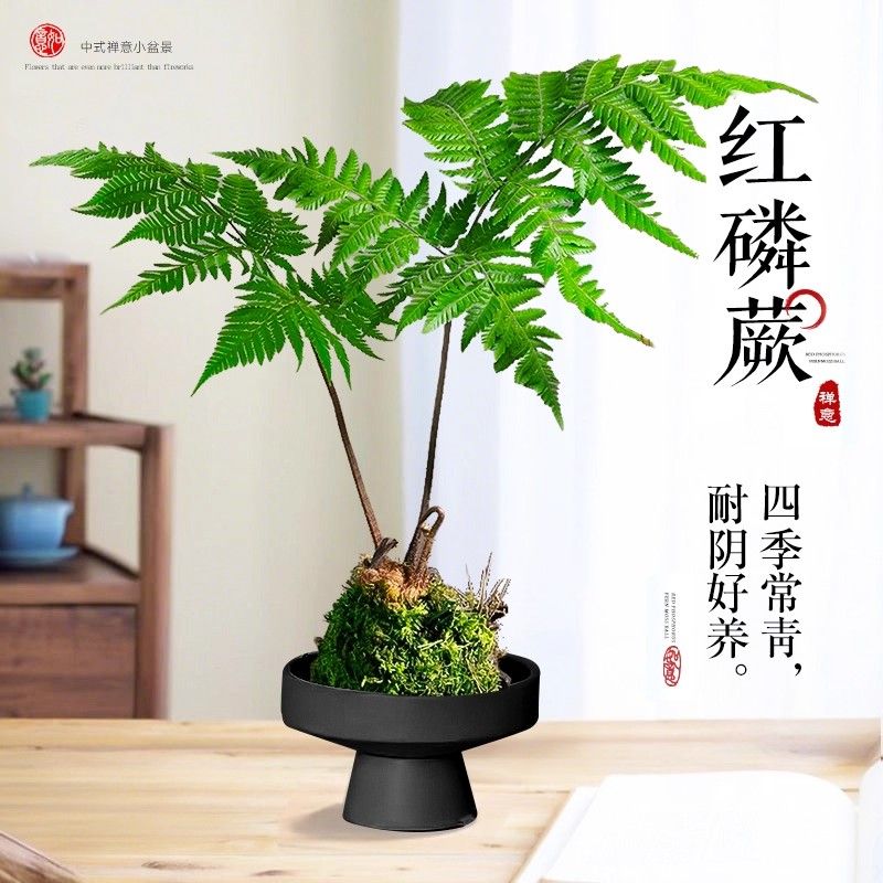 蕨类水培植物盆栽红磷蕨苔藓球一叶蕨室内耐阴新中式禅意盆景