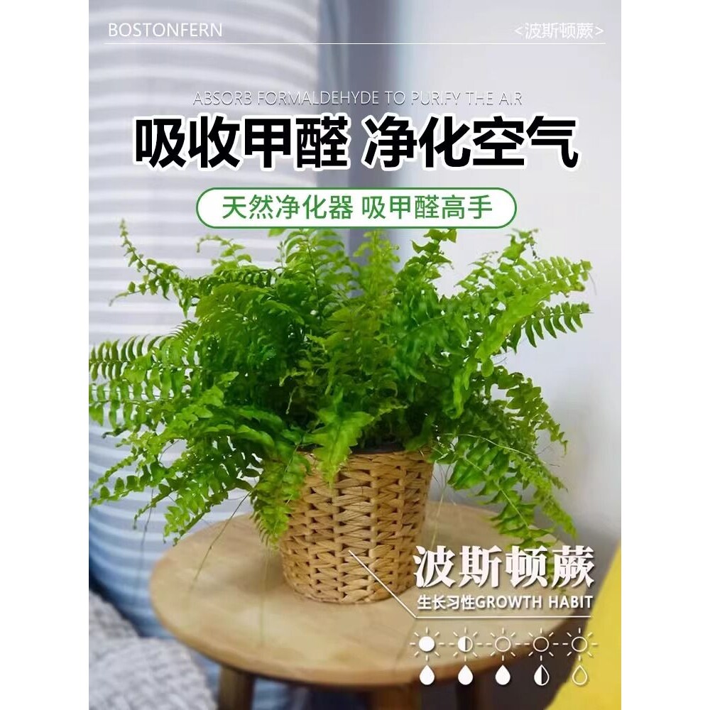 波士顿蕨盆栽绿植室内长藤垂吊兰植物办公室净化空气波斯顿蕨