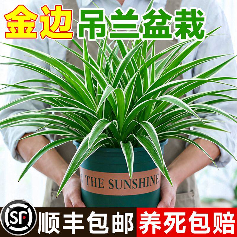 金边吊兰盆栽水培植物室内除甲醛好养花卉垂吊绿植物客厅桌面