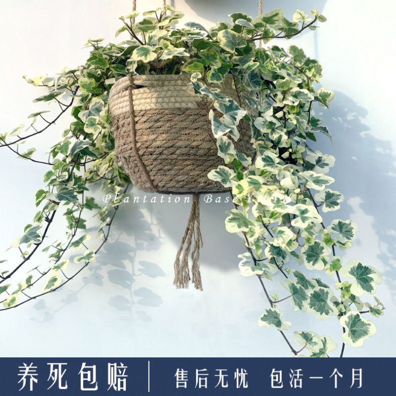 雪莹常春藤盆栽办公桌盆景室内阳台吊篮绿植易养乔迁新居