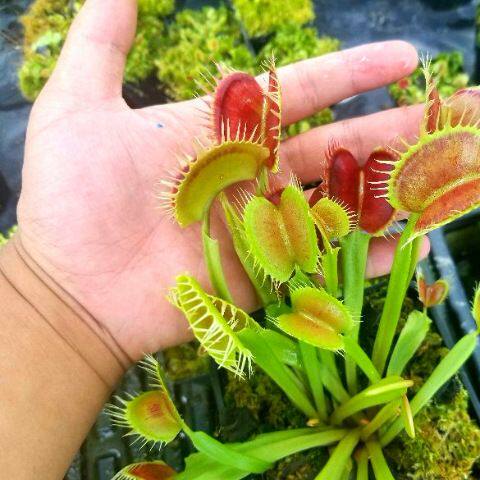 种好发货捕蝇草成品大苗食人花吃虫植物食肉绿植盆栽驱蚊防虫