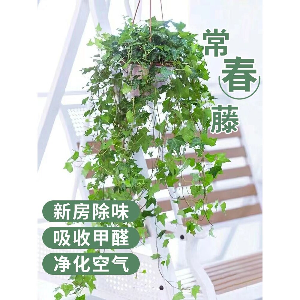 常春藤盆栽室内绿植吊兰垂吊植物阳台净化空气四季常青好养爬