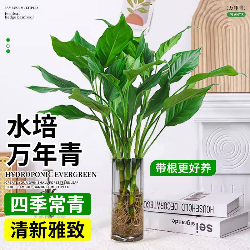 水培植物万年青盆栽室内桌面绿植富贵竹卧室客厅净化空气好养