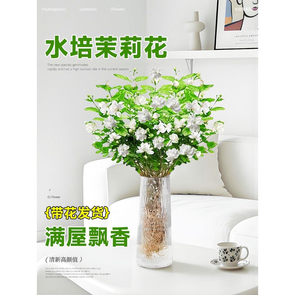 水培植物茉莉花盆栽带花苞室内花卉绿植懒人鲜花家用插花四季