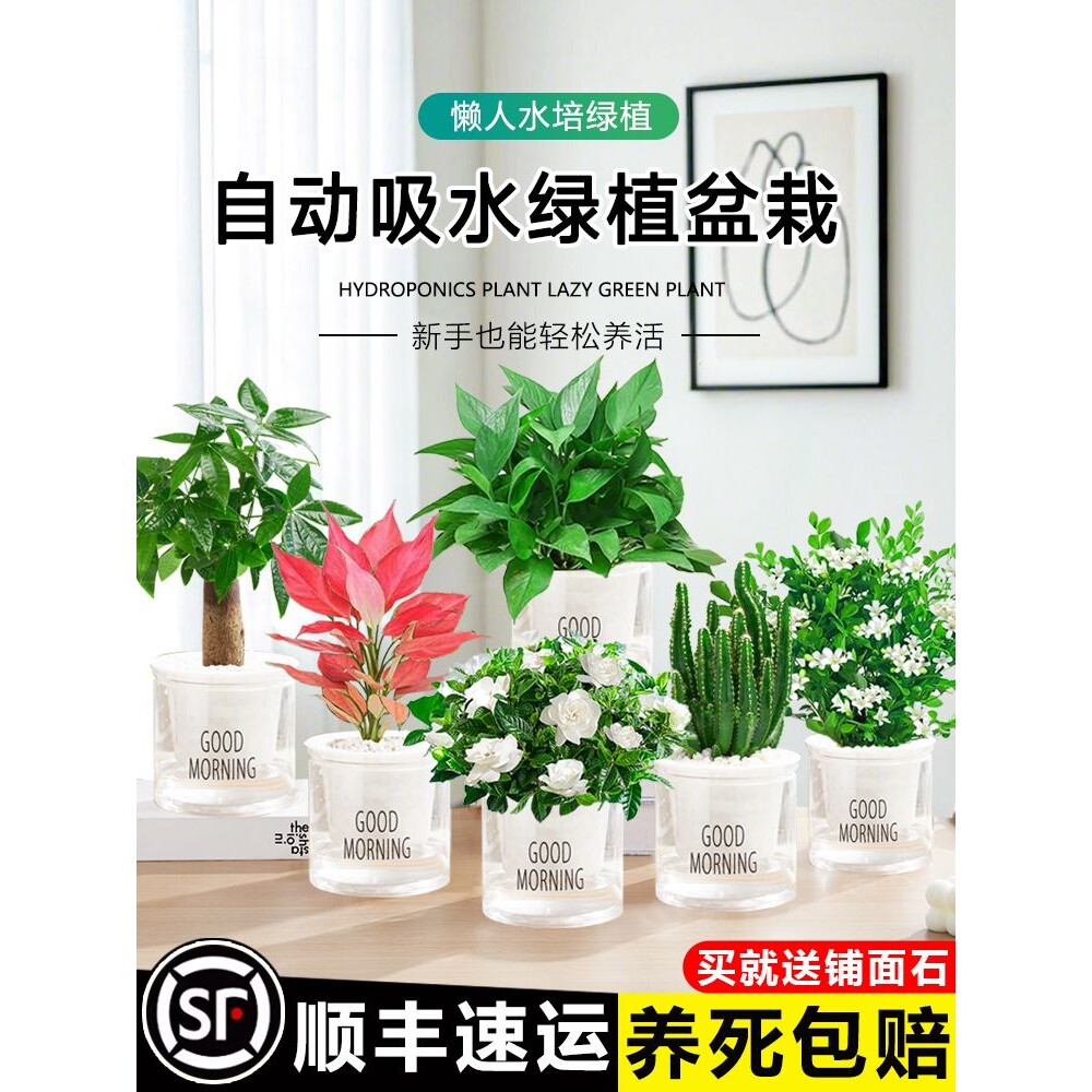 绿植盆栽室内好养水培小植物客厅办公室桌面花卉发财树绿萝栀