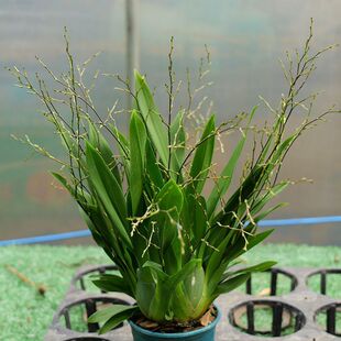 粉色梦香兰带花剑光宗粉文心兰开花香气浓新手好养兰花盆栽