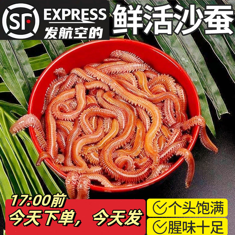 鲜活活沙蚕活饵红虫青虫海蜈蚣蚯蚓海钓鱼饵包矶钓饵料沙蝉沙虫