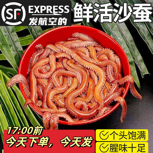 鲜活活沙蚕活饵红虫青虫海蜈蚣蚯蚓海钓鱼饵包矶钓饵料沙蝉沙虫