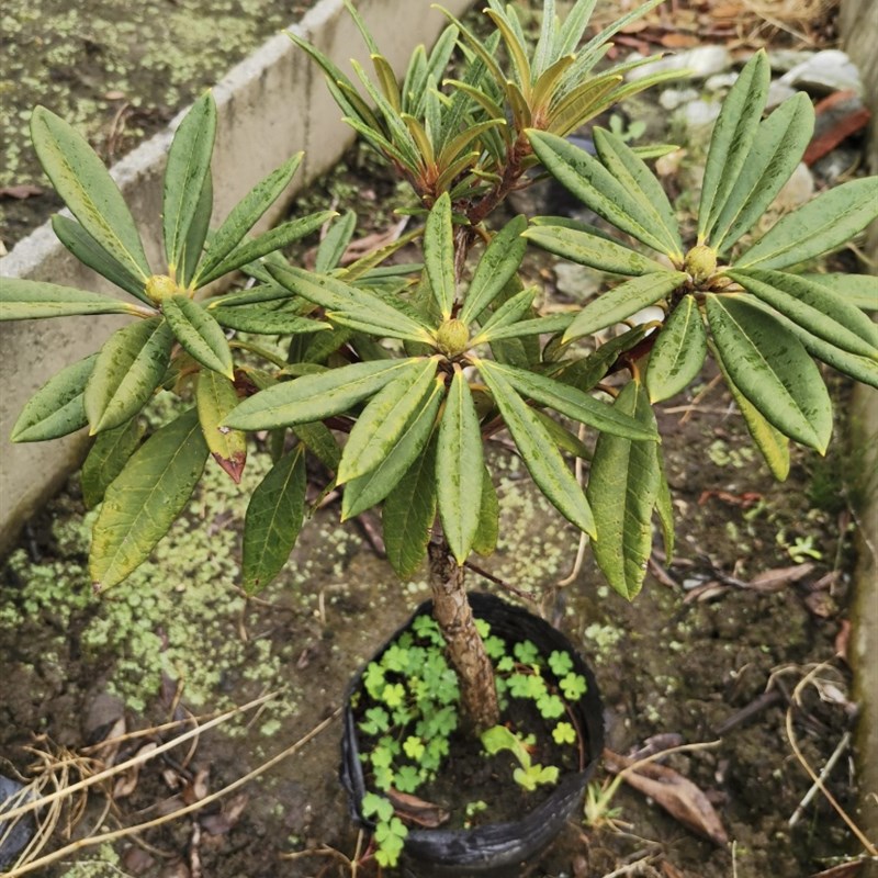 现货马缨花带土高山杜鹃小苗矮化老桩映山红庭院室内开花盆景盆栽