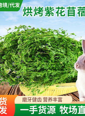 包邮紫花苜蓿草干草兔子龙猫苜蓿草牧草荷兰猪豚鼠粮草大叶苜蓿草
