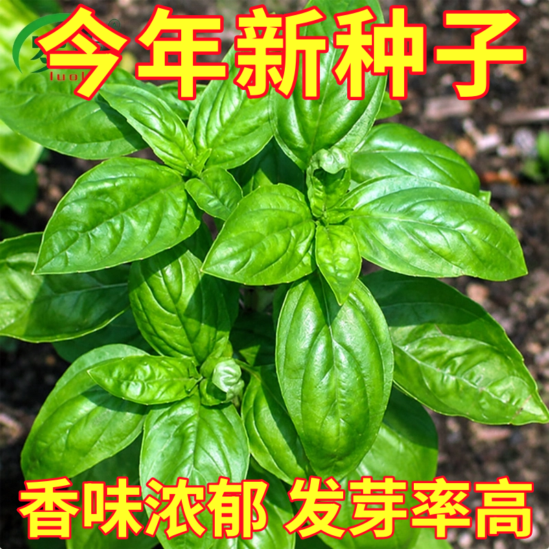 大叶罗勒种籽九层塔种子食用甜罗勒金不换香草海鲜调料阳台盆栽苗