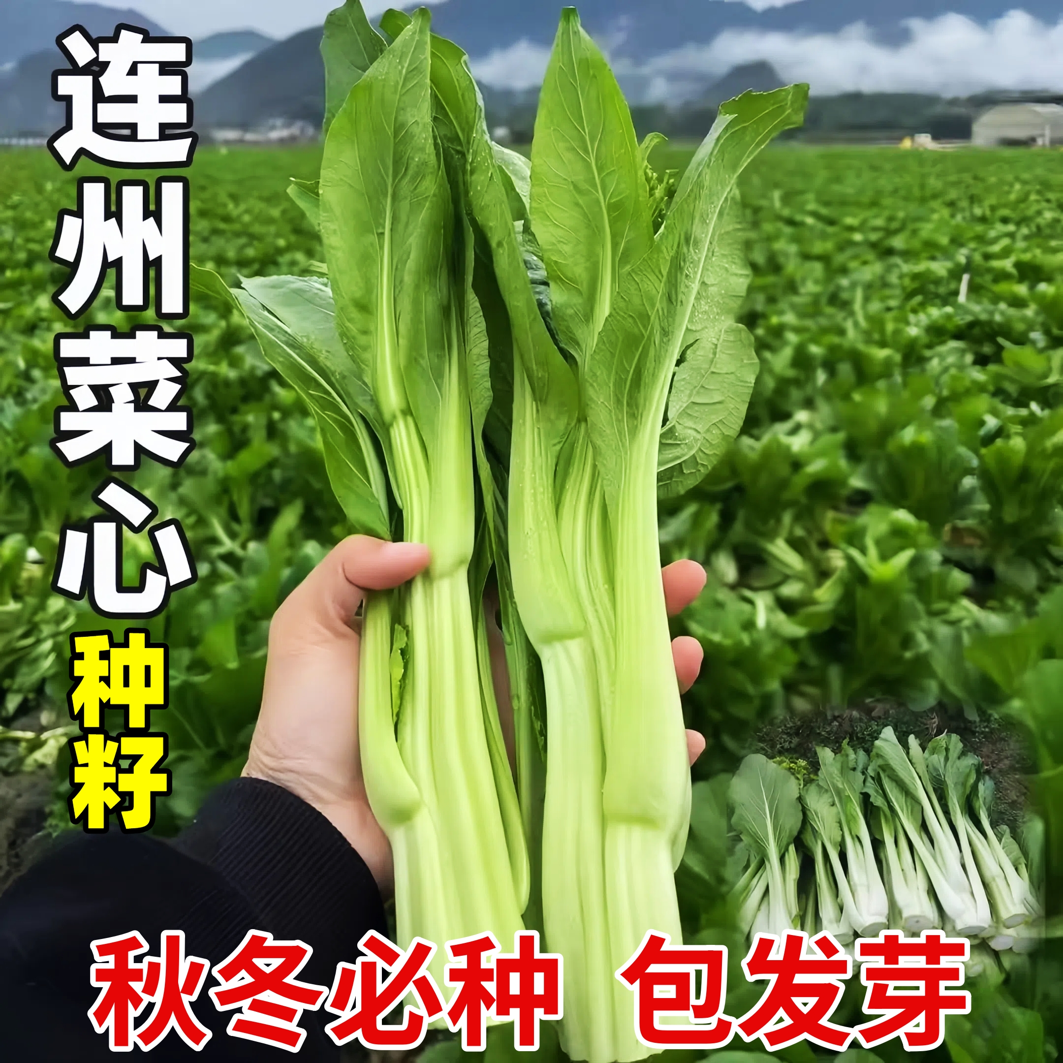 多枝多芽菜心连州菜心甜菜心种子广东菜芯菜苔籽春夏秋蔬菜种子籽