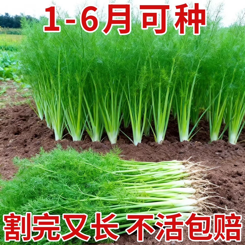 茴香种子种籽孑小茴香菜阳台带根四季菜种盆栽籽种蔬菜菜籽回香