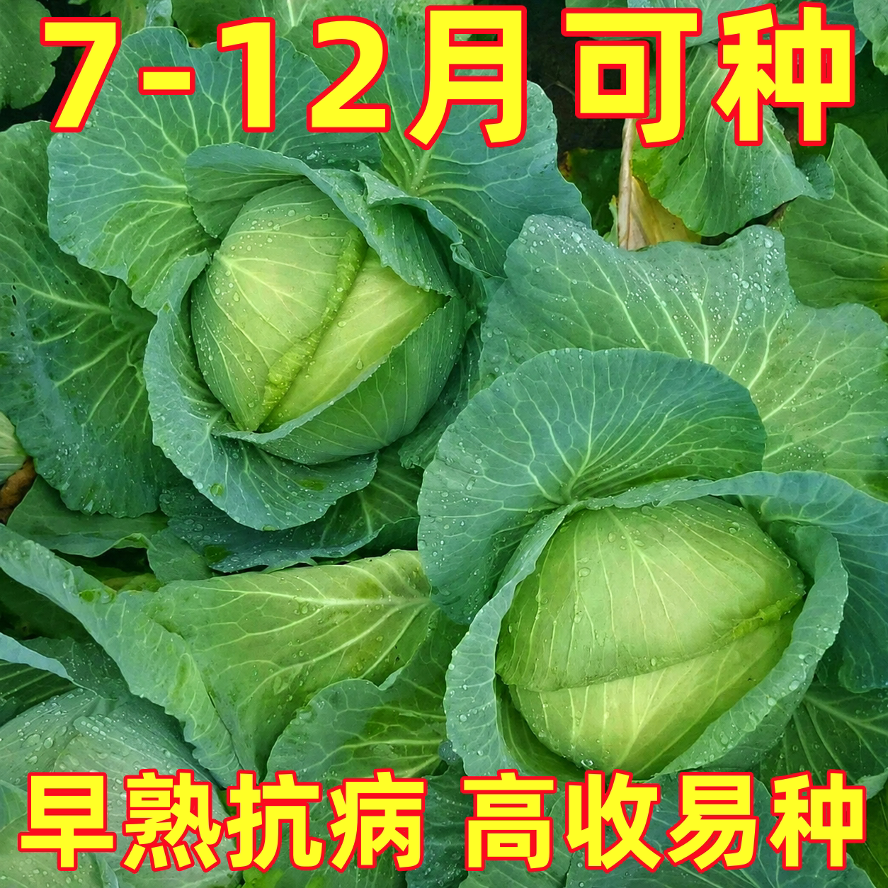 绿宝甘蓝种子甜脆包菜卷心菜圆菜阳台盆栽庭院春秋季农家蔬菜种籽