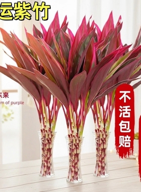 红色竹鸿运竹红叶朱蕉富贵竹水养客厅摆件美观室内盆栽节节高紫竹