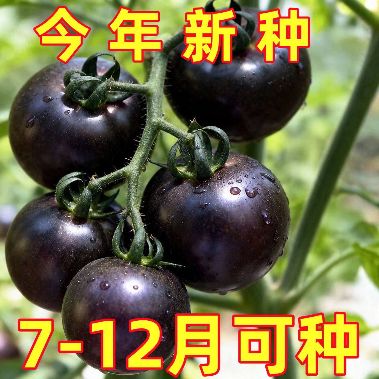 黑番茄种子紫黑西红柿种子大黑柿子种籽生长大果型黑春季瓜果种籽