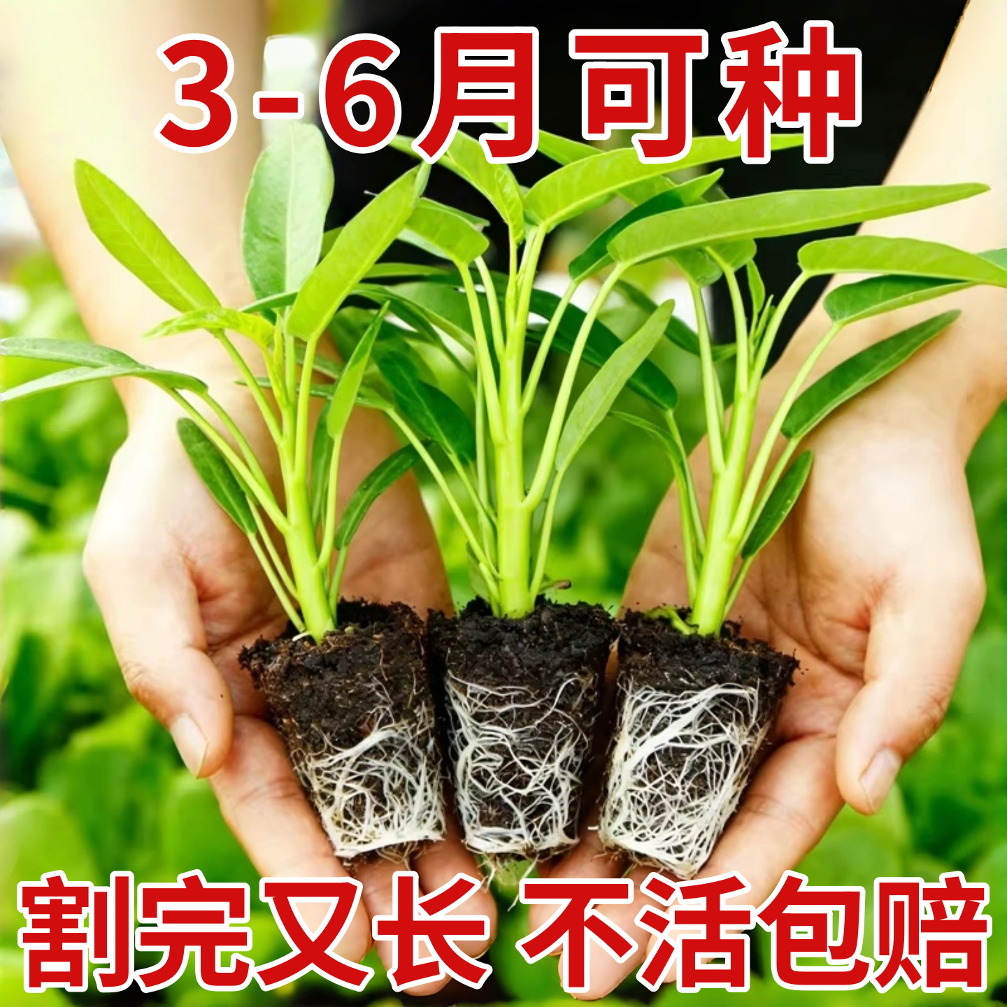 四季空心菜苗带根水培大叶三叉空心菜苗辣椒苗番茄苗茄子苗黄瓜苗