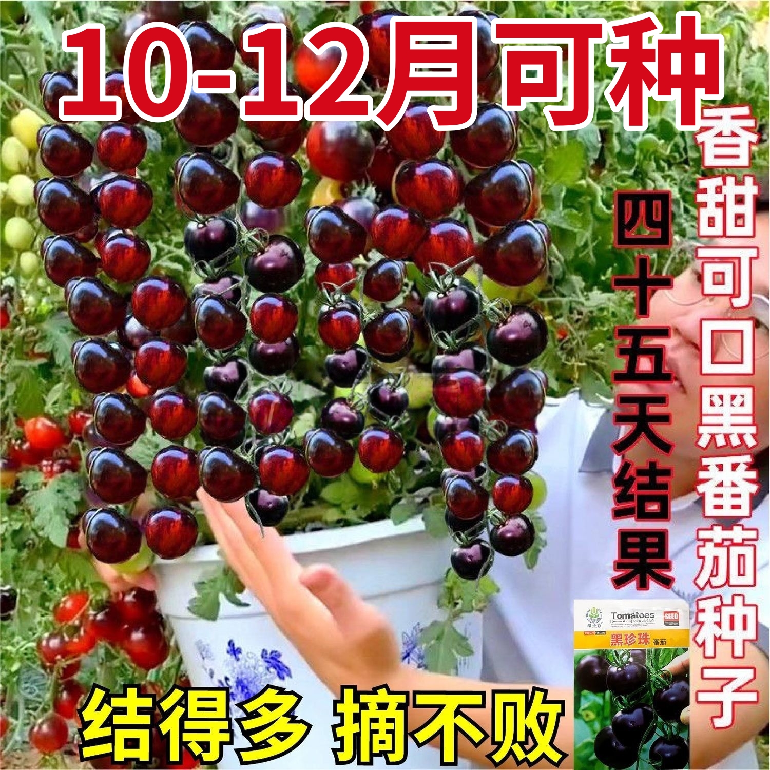 寿光超甜黑玫瑰番茄秧苗纯黑紫色圣女果西红柿种子带土球四季阳台