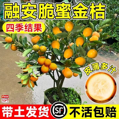 融安脆蜜金桔树树苗四季广西脆皮可食用果树橘子树盆栽阳台水果苗