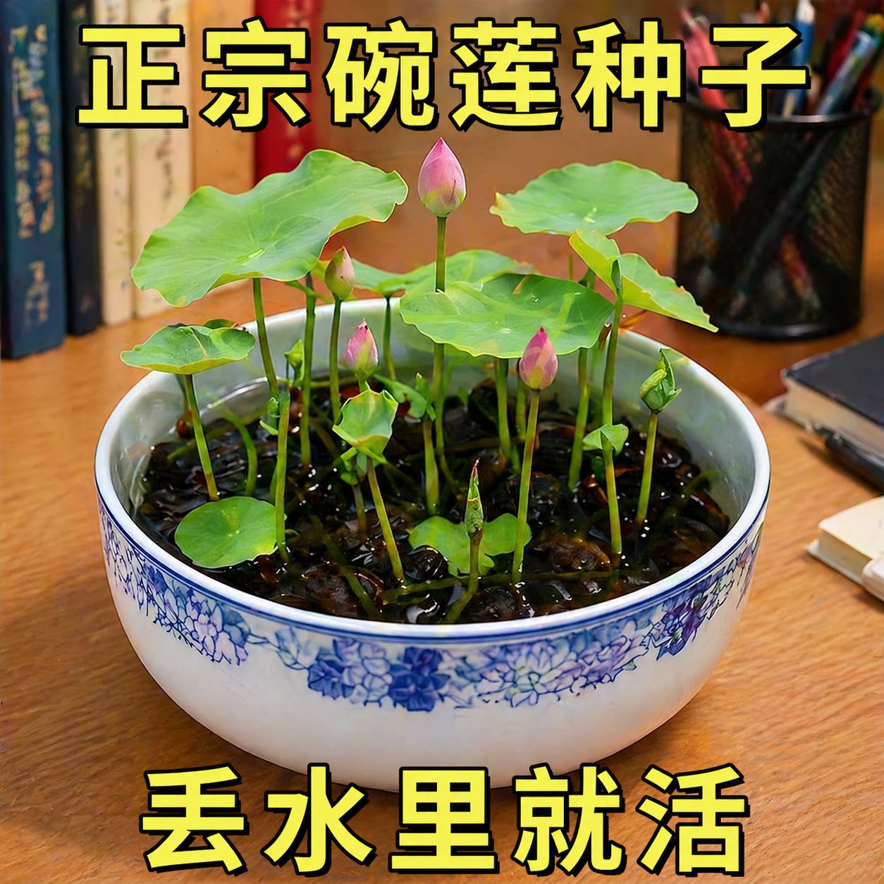 水培碗莲种籽子四季睡莲荷花水养植物室内缸养盆栽铜钱草草籽种孑