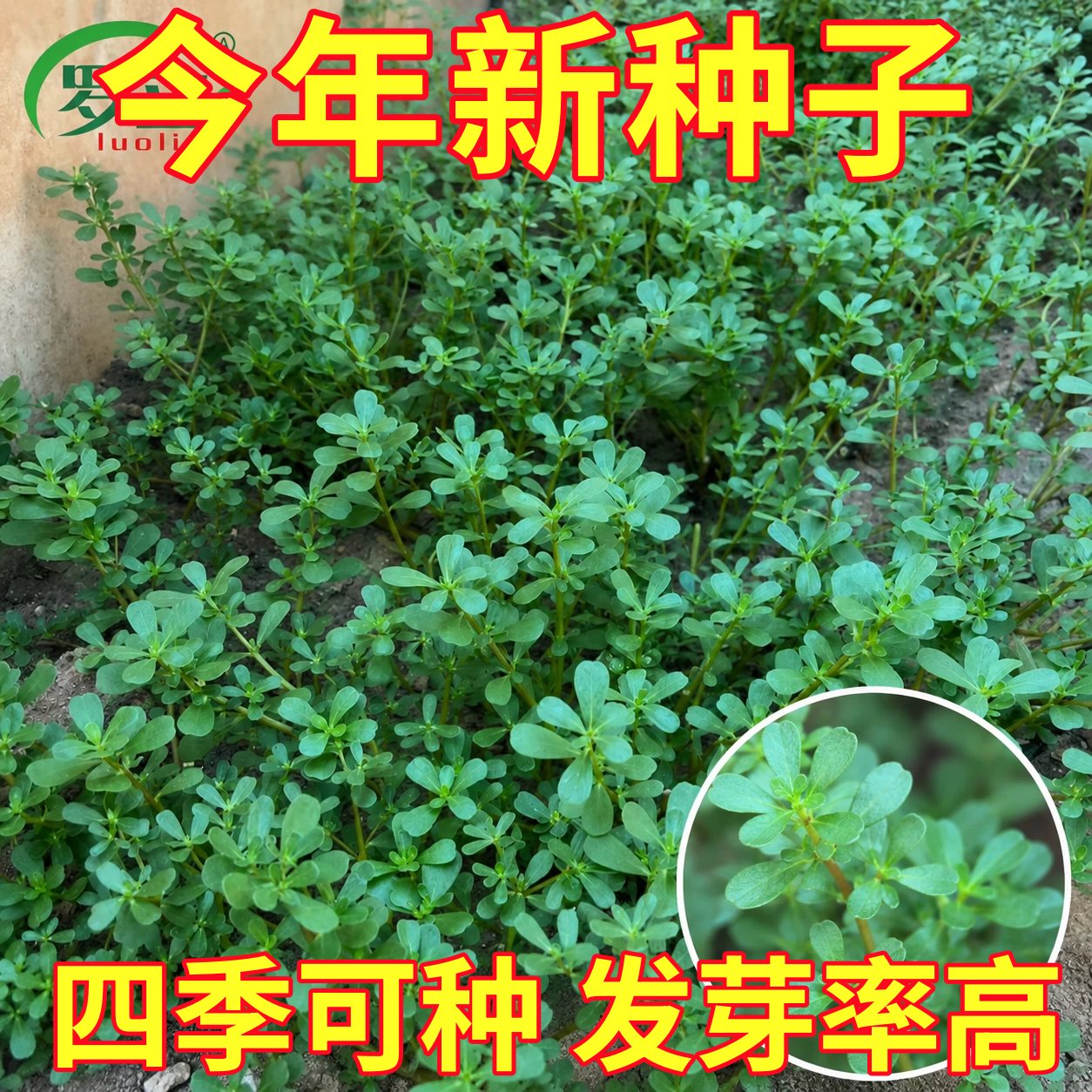 马齿苋种子野菜马齿菜种子食用蔬菜长寿菜可庭院阳台种植马齿笕籽